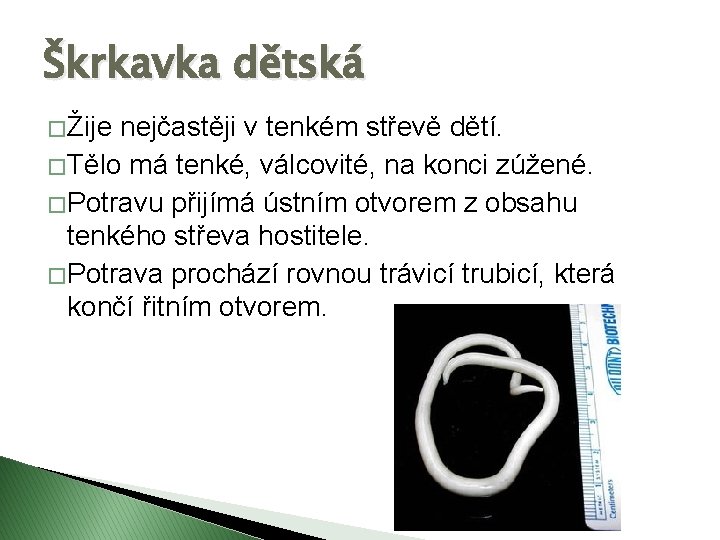 Škrkavka dětská � Žije nejčastěji v tenkém střevě dětí. � Tělo má tenké, válcovité,