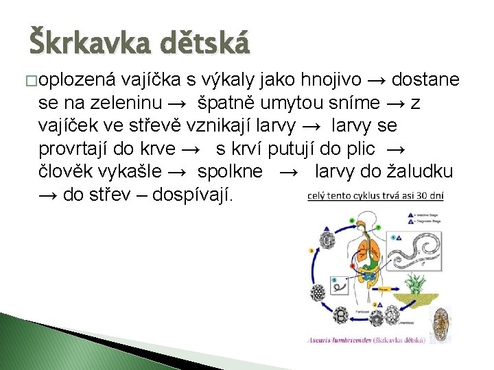 Škrkavka dětská � oplozená vajíčka s výkaly jako hnojivo → dostane se na zeleninu