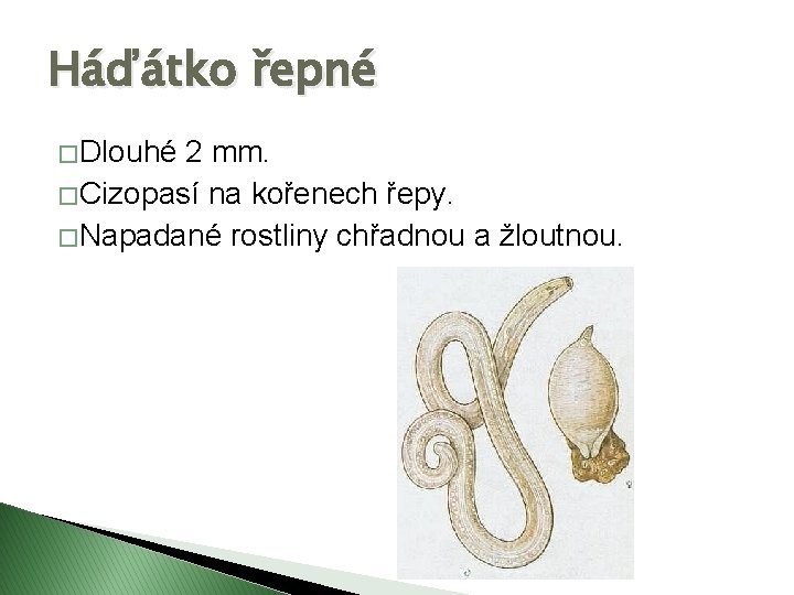 Háďátko řepné � Dlouhé 2 mm. � Cizopasí na kořenech řepy. � Napadané rostliny