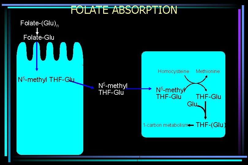 FOLATE ABSORPTION Folate-(Glu)n Folate-Glu Homocysteine N 5 -methyl THF-Glu Methionine THF-Glu 1 -carbon metabolism