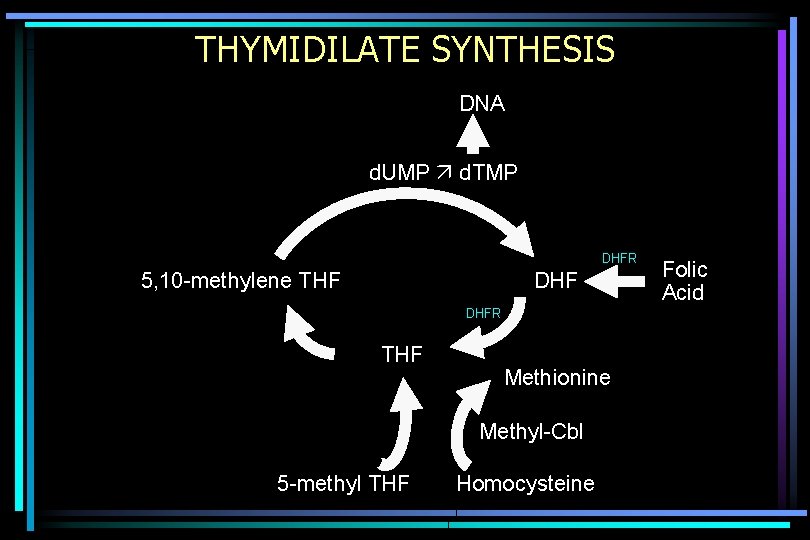 THYMIDILATE SYNTHESIS DNA d. UMP d. TMP DHFR 5, 10 -methylene THF DHFR THF