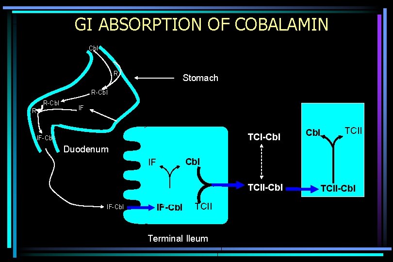 GI ABSORPTION OF COBALAMIN Cbl R Stomach R-Cbl R IF TCI-Cbl IF-Cbl TCII Duodenum