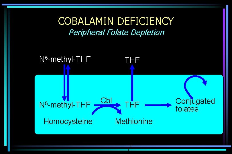 COBALAMIN DEFICIENCY Peripheral Folate Depletion N 5 -methyl-THF Homocysteine THF Cbl THF Methionine Conjugated