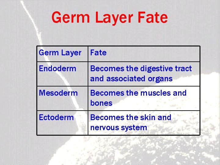 Germ Layer Fate Endoderm Becomes the digestive tract and associated organs Mesoderm Becomes the