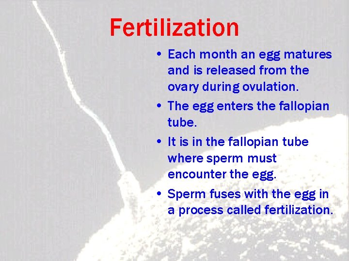 Fertilization • Each month an egg matures and is released from the ovary during