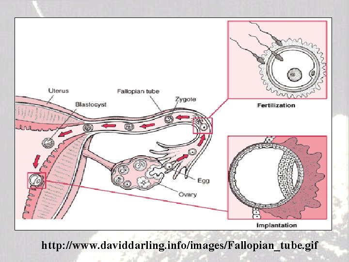 http: //www. daviddarling. info/images/Fallopian_tube. gif 