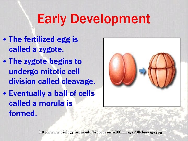 Early Development • The fertilized egg is called a zygote. • The zygote begins