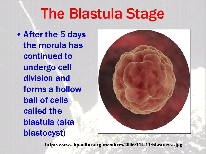 The Blastula Stage • After the 5 days the morula has continued to undergo