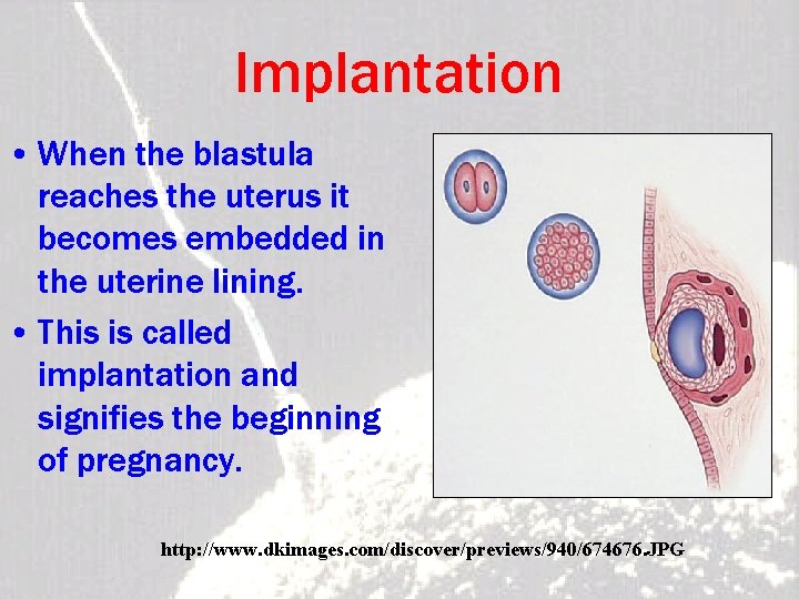 Implantation • When the blastula reaches the uterus it becomes embedded in the uterine