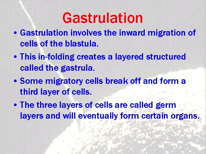 Gastrulation • Gastrulation involves the inward migration of cells of the blastula. • This