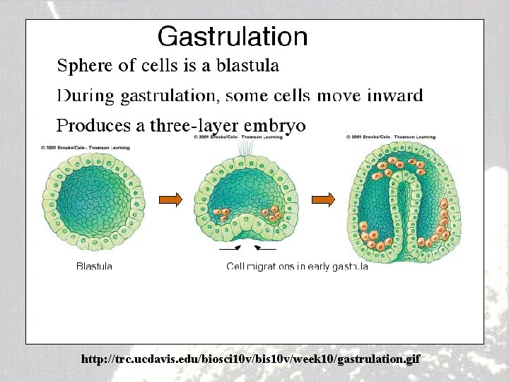 http: //trc. ucdavis. edu/biosci 10 v/bis 10 v/week 10/gastrulation. gif 