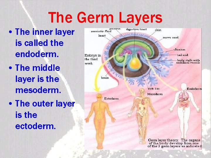 The Germ Layers • The inner layer is called the endoderm. • The middle