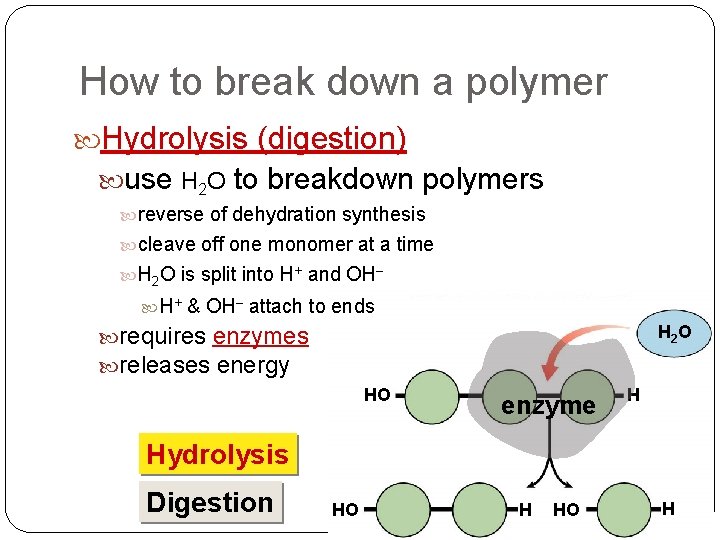 How to break down a polymer Hydrolysis (digestion) use H 2 O to breakdown How to break down a polymer Hydrolysis (digestion) use H 2 O to breakdown