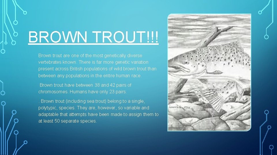 BROWN TROUT!!! Brown trout are one of the most genetically diverse vertebrates known. There