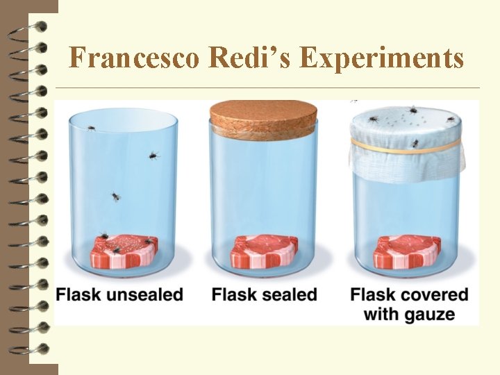 Francesco Redi’s Experiments 