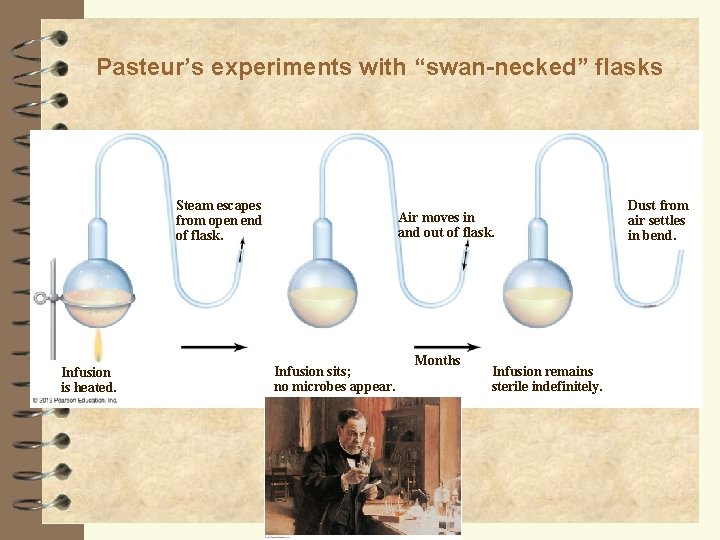 Pasteur’s experiments with “swan-necked” flasks Steam escapes from open end of flask. Infusion is
