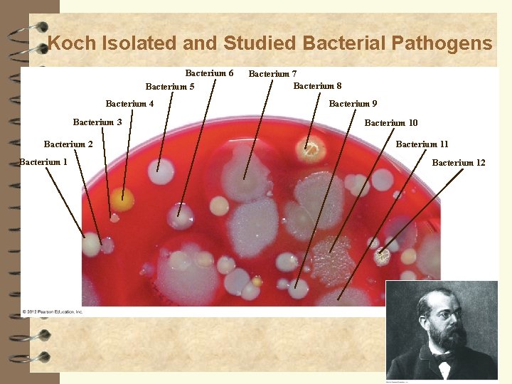 Koch Isolated and Studied Bacterial Pathogens Bacterium 6 Bacterium 5 Bacterium 4 Bacterium 3