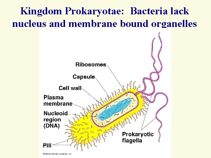 Kingdom Prokaryotae: Bacteria lack nucleus and membrane bound organelles 