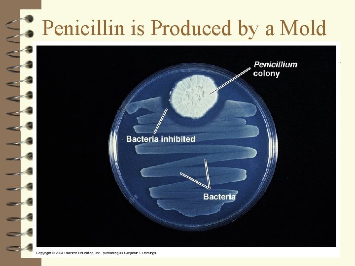 Penicillin is Produced by a Mold 