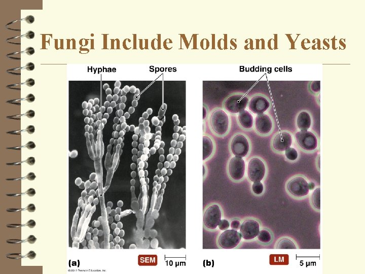 Fungi Include Molds and Yeasts 
