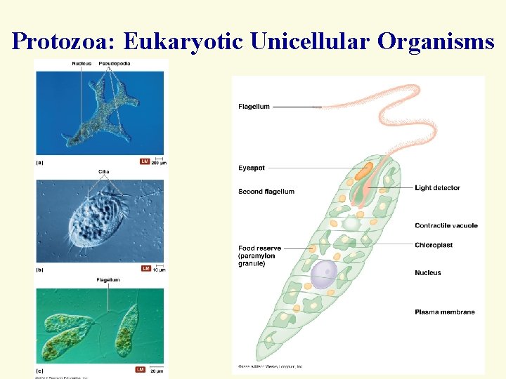 Protozoa: Eukaryotic Unicellular Organisms 