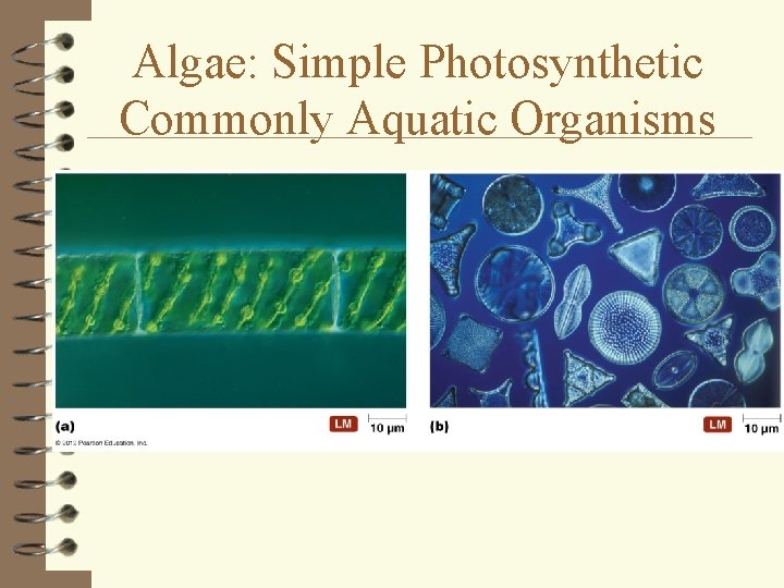 Algae: Simple Photosynthetic Commonly Aquatic Organisms 