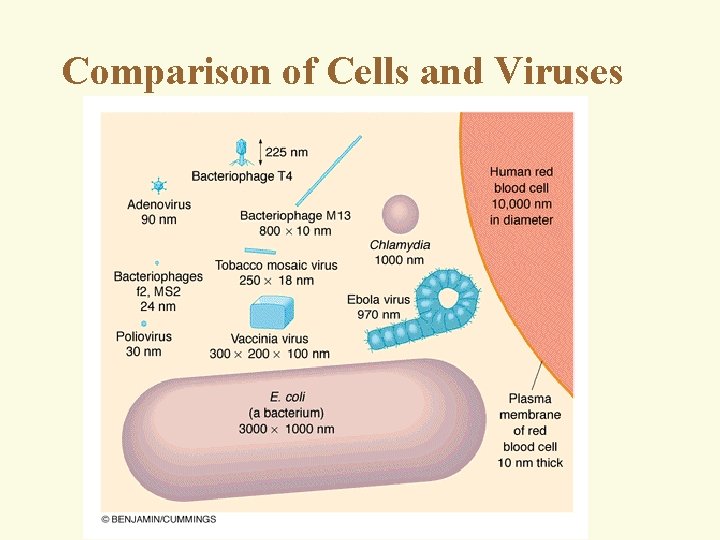 Comparison of Cells and Viruses 