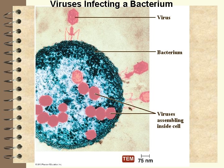 Viruses Infecting a Bacterium Viruses assembling inside cell 