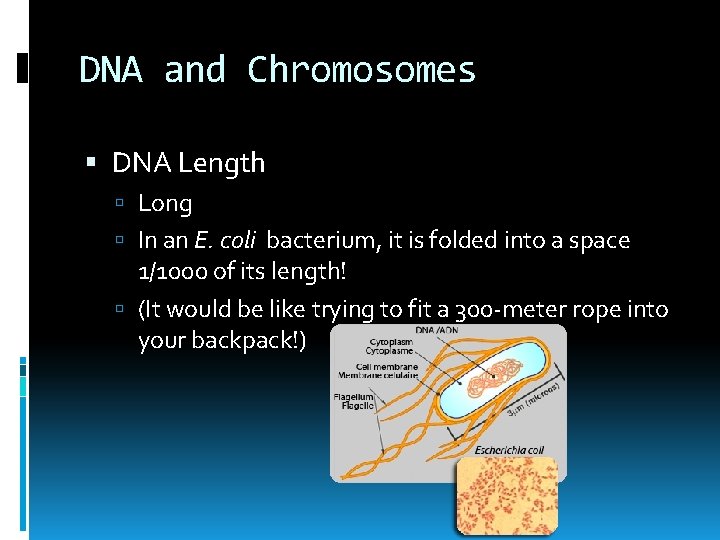 DNA and Chromosomes DNA Length Long In an E. coli bacterium, it is folded