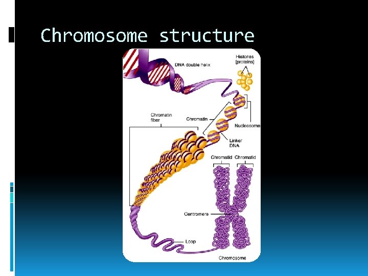 Chromosome structure 