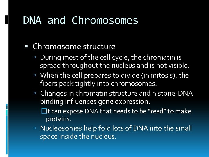 DNA and Chromosomes Chromosome structure During most of the cell cycle, the chromatin is