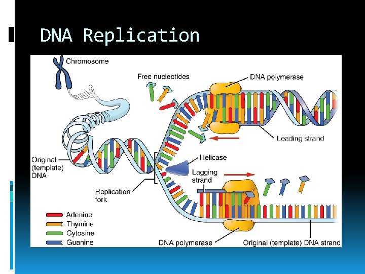 DNA Replication 
