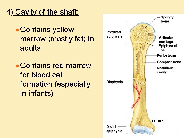 4) Cavity of the shaft: · Contains yellow marrow (mostly fat) in adults ·