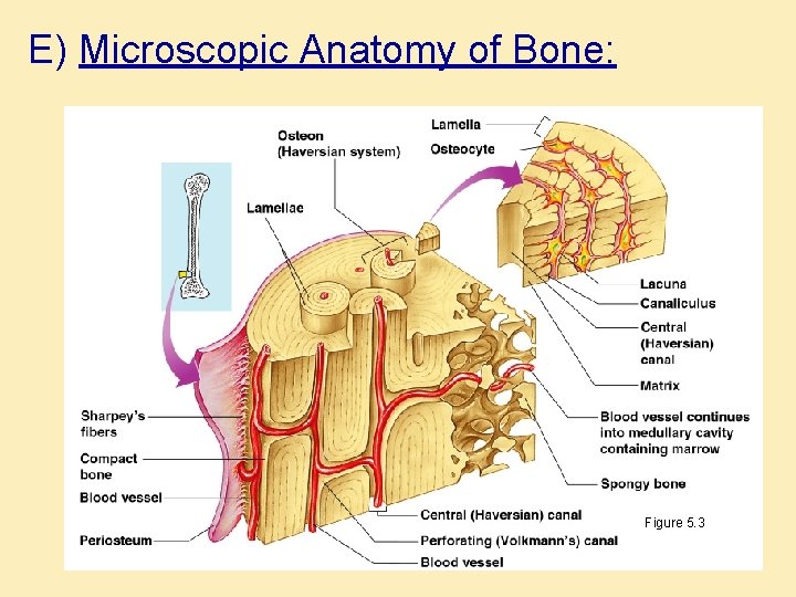 E) Microscopic Anatomy of Bone: Figure 5. 3 