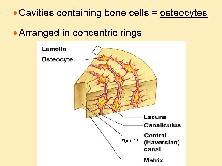 · Cavities containing bone cells = osteocytes · Arranged in concentric rings Figure 5.