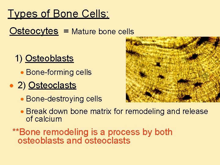 Types of Bone Cells: Osteocytes = Mature bone cells 1) Osteoblasts · Bone-forming cells