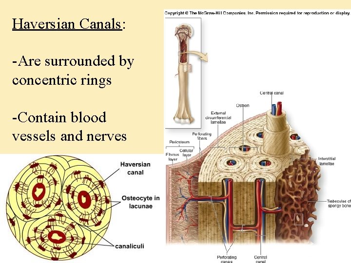 Haversian Canals: -Are surrounded by concentric rings -Contain blood vessels and nerves 