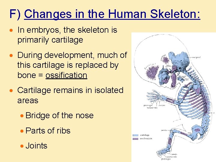 F) Changes in the Human Skeleton: · In embryos, the skeleton is primarily cartilage