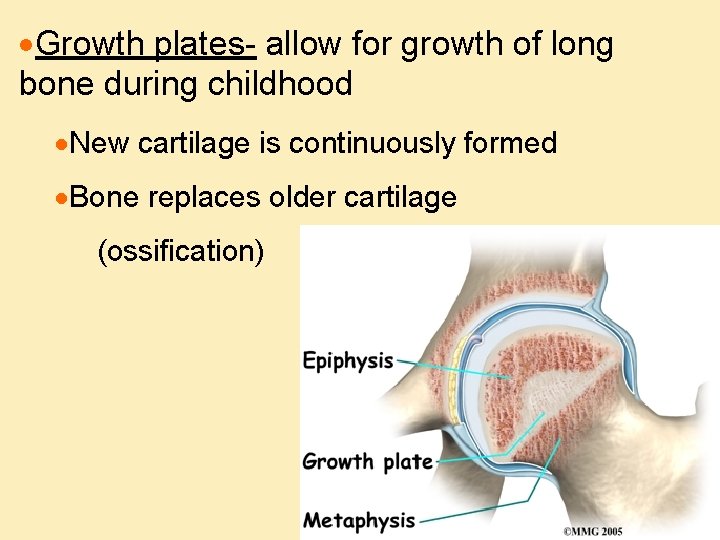 ·Growth plates- allow for growth of long bone during childhood ·New cartilage is continuously