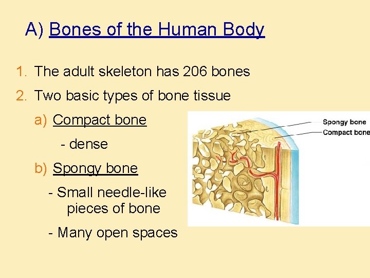 A) Bones of the Human Body 1. The adult skeleton has 206 bones 2.