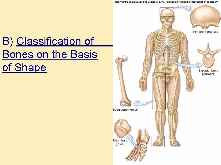 B) Classification of Bones on the Basis of Shape Figure 5. 1 