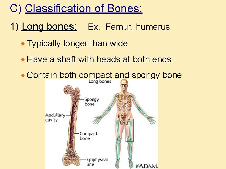 C) Classification of Bones: 1) Long bones: Ex. : Femur, humerus · Typically longer