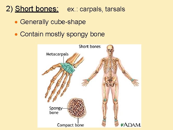 2) Short bones: ex. : carpals, tarsals · Generally cube-shape · Contain mostly spongy
