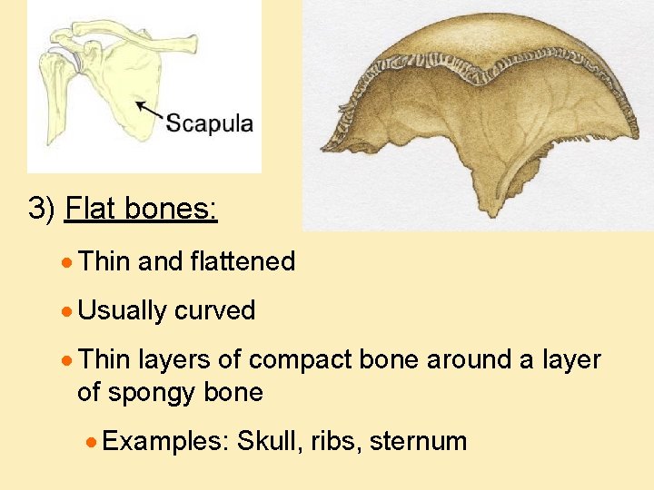 3) Flat bones: · Thin and flattened · Usually curved · Thin layers of