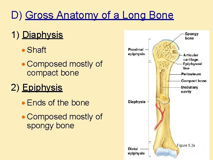 D) Gross Anatomy of a Long Bone 1) Diaphysis · Shaft · Composed mostly