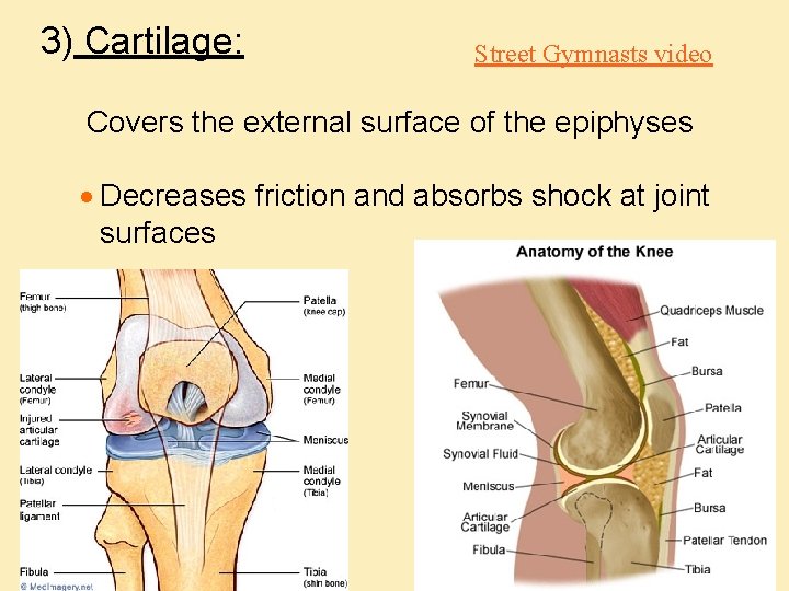 3) Cartilage: Street Gymnasts video Covers the external surface of the epiphyses · Decreases