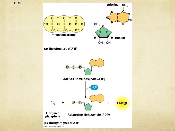 Figure 8. 8 Adenine Phosphate groups Ribose (a) The structure of ATP Adenosine triphosphate