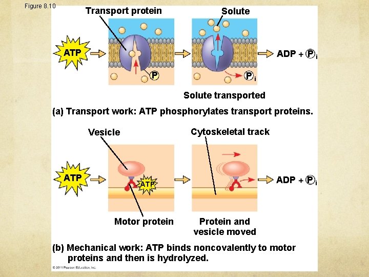 Figure 8. 10 Transport protein Solute ATP ADP P Pi Pi Solute transported (a)