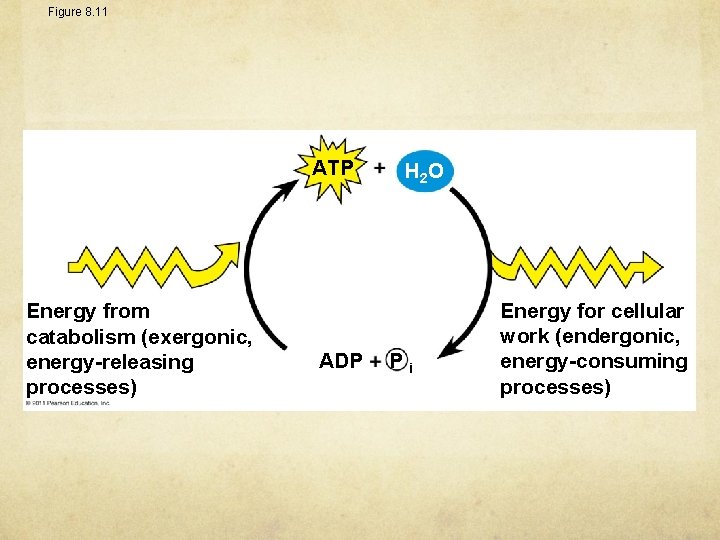 Figure 8. 11 ATP Energy from catabolism (exergonic, energy-releasing processes) ADP H 2 O