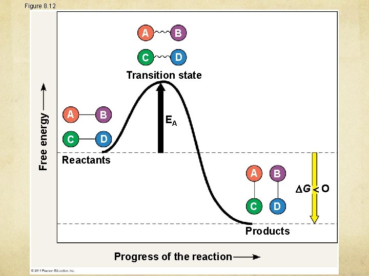 Figure 8. 12 A B C D Free energy Transition state A B C